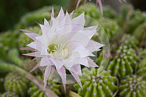 Echinopsis Flower