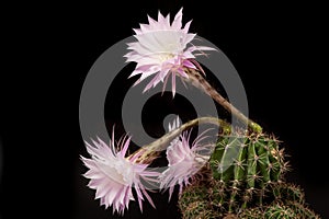 Echinopsis with flowers
