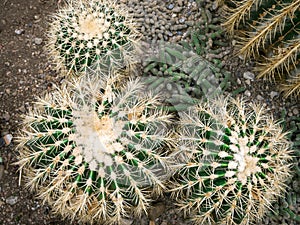 Echinopsis formosa cactus