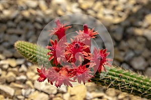 Echinopsis huascha red flowering cactus, green cacti plant in bloom