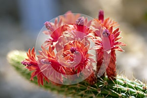 Echinopsis huascha red flowering cactus, green cacti plant in bloom