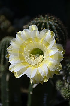 Echinopsis hybrid Icarus with yellow flowers