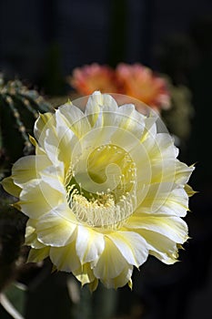 Echinopsis hybrid Icarus with yellow flowers