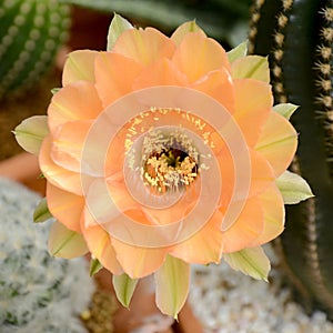 Echinopsis hybrid Orange Paramount.