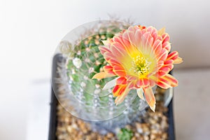 Echinopsis Hybride with pink blossom