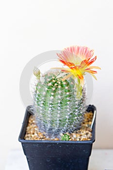 Echinopsis Hybride with pink blossom