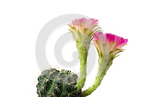 Echinopsis Hybride with pink blossom against white background