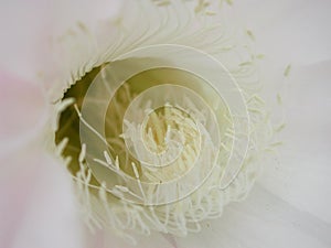 Echinopsis multiplex flower close up