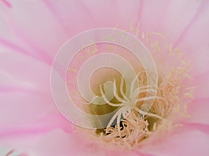 Pink Echinopsis multiplex flower close up