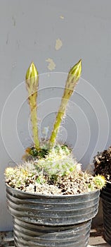 Echinopsis oxygona Cactus