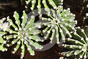 Echinopsis Oxygona