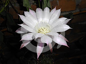 Echinopsis oxygona