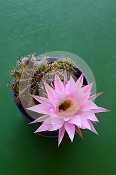 Echinopsis Oxygona in flower