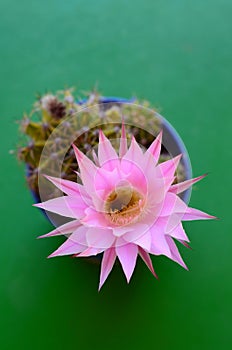 Echinopsis Oxygona in flower