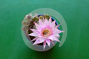 Echinopsis Oxygona in flower