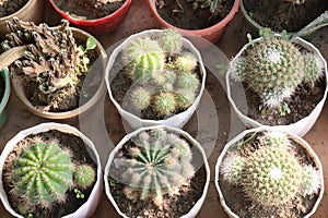 Echinopsis oxygona plant on pot