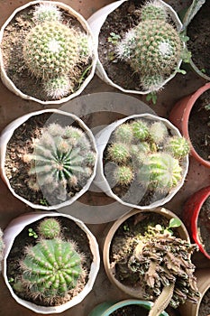 Echinopsis oxygona plant on pot