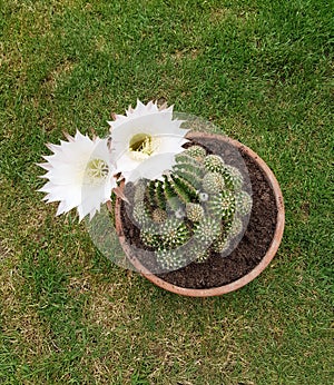 Echinopsis oxygona plant with two flowers