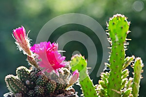 Echinopsis rowleyi