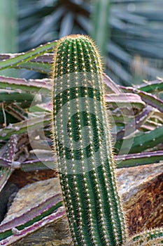 Echinopsis schickendantzii