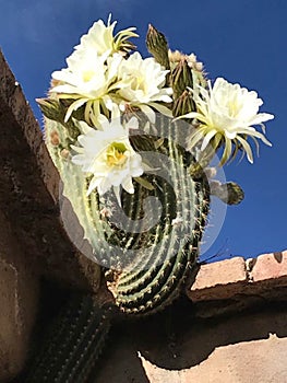 Echinopsis spachiana, commonly known as the golden torch, torch (white)