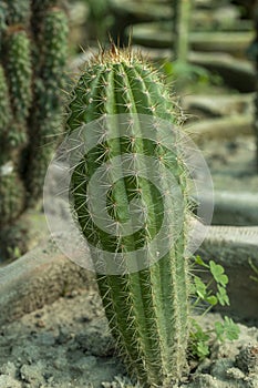 Echinopsis spachiana golden torch cactus