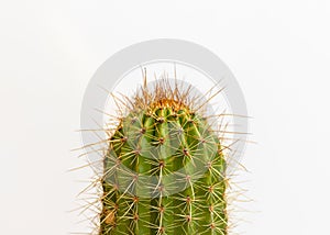 Echinopsis spachiana torch cactus or golden column cactus closeup view on isolated white background