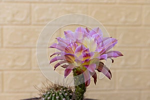 Echinopsis spachiana torch cactus or golden column cactus with flower