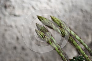 Echinopsis subdenudata buds