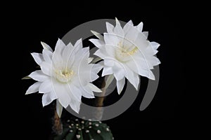 Echinopsis subdenudata cactus flower (Easter lily cactus