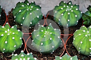 Echinopsis Subdenudata cactus pots for sale