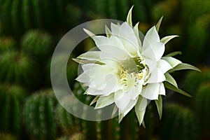 Echinopsis subdenudata with fully blossom of white flower