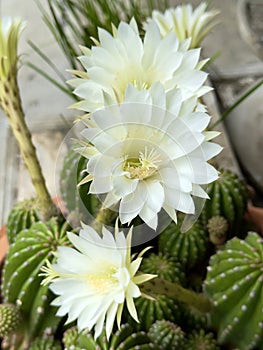 Echinopsis subdenudata with white flowers.