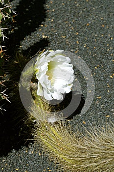 Echinopsis Thelengonoides flower