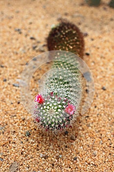 Echinopsis tubiflora