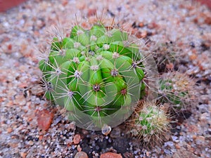 Echinopsis tubiflora in the soil.