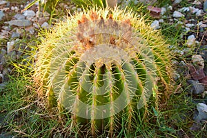 Echinopsis. Variety desert cactus family