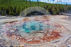 Echinus Geyser Norris Geyser Basin