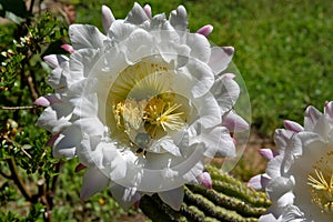 Echipnopsis flower with an aurata cetonia