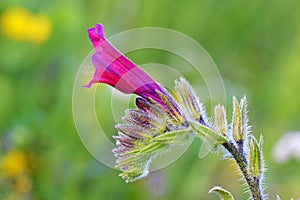 Echium amoenum , Red Feathers flower , Boraginaceae