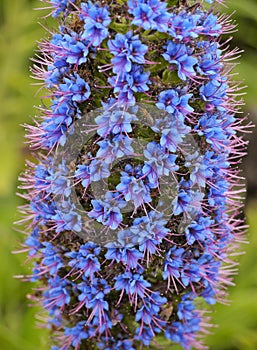 Echium candicans