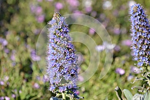 Echium candicans  conical pride of madeira flowers