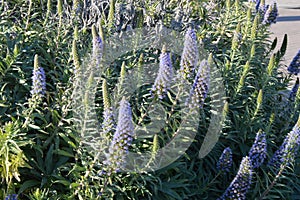 Echium candicans  conical pride of madeira purple flowers