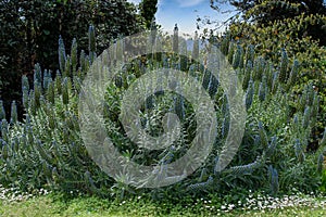 Echium candicans Fastuosum