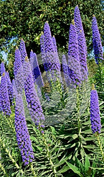 Echium Candicans in full bloom, flower detail