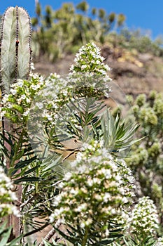 Echium decaisnei growing in Los Palmitos, Gran Canaria, Spain on March 8, 2022