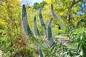 Echium Fastuosum Candicans Pride Madeira