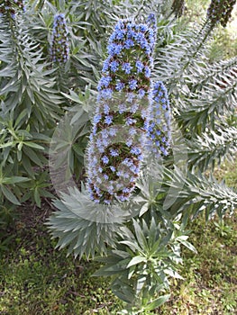 Echium fastuosum flowers