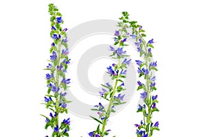 Echium isolated on white background.nectariferous plant