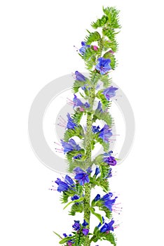 Echium isolated on white background.nectariferous plant